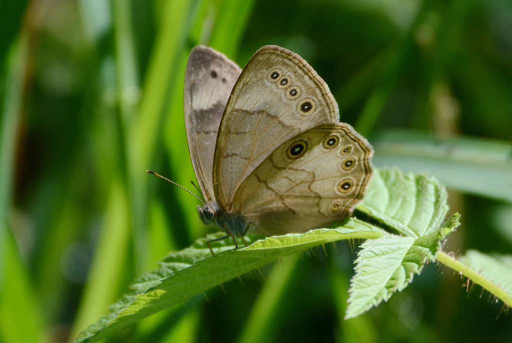 070 2017-08239437 Bolton Flats WMA, MA.JPG - Eyed Brown Butterfly (Lethe (Satyrodes) eurydice).  Bolton Flats Wildlife Management Area, MA, 8-23-2017